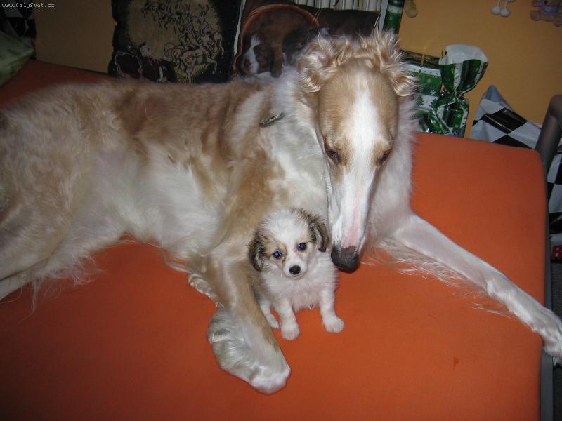 Foto: Labutěnka a barzoj-Blecha v kožichu