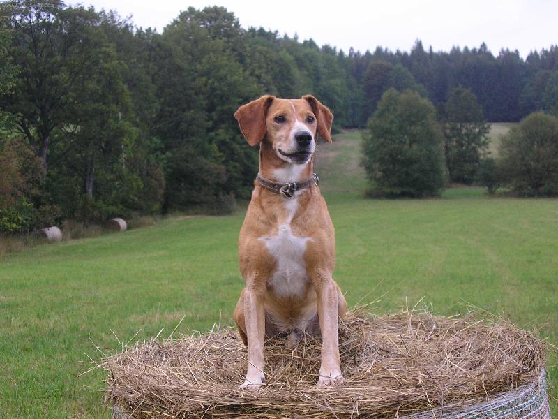 Foto: Beneček-hlídka