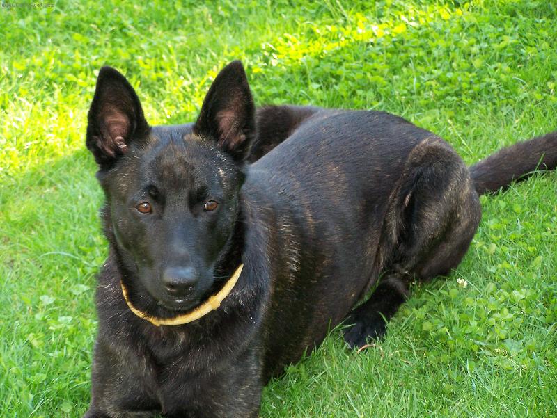 Foto: Middle-East European Champion