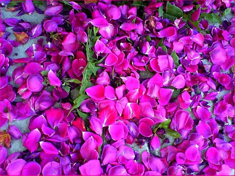 Foto: Opadané růže-Opadavající popínavé růže.FOCENÉ MOBILEM