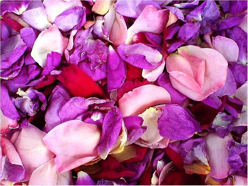 Foto: Růžová nádhera-Focené mobilem