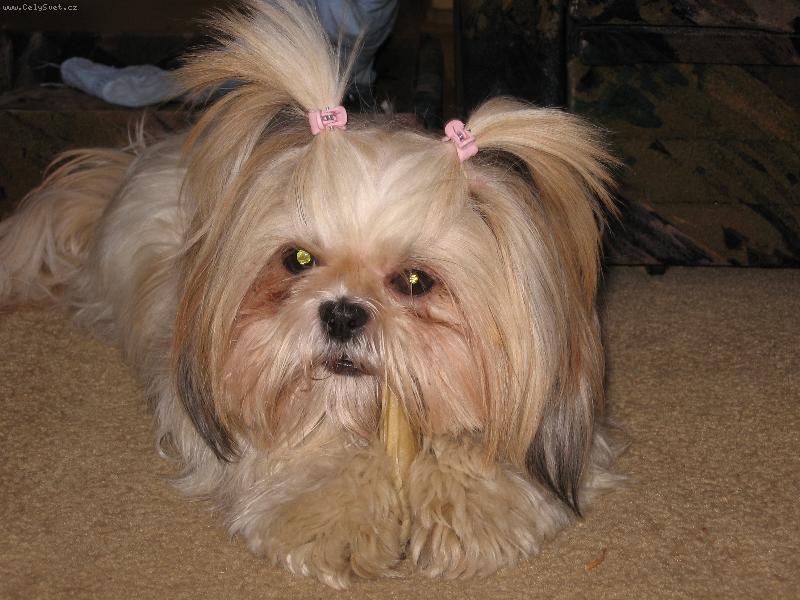 Foto: Suška ma rada kostičku