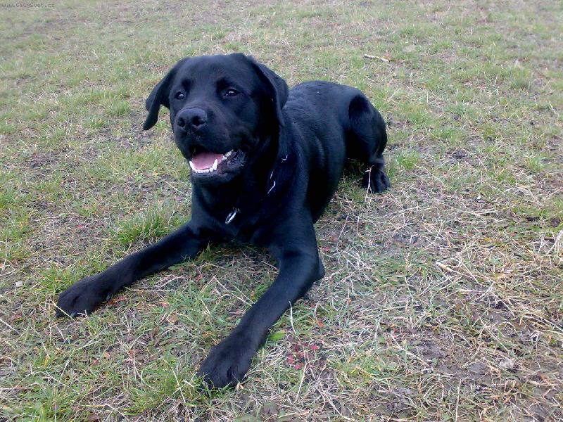 Foto: Sid-9 měsíců (60cm, 30kilo) :-)