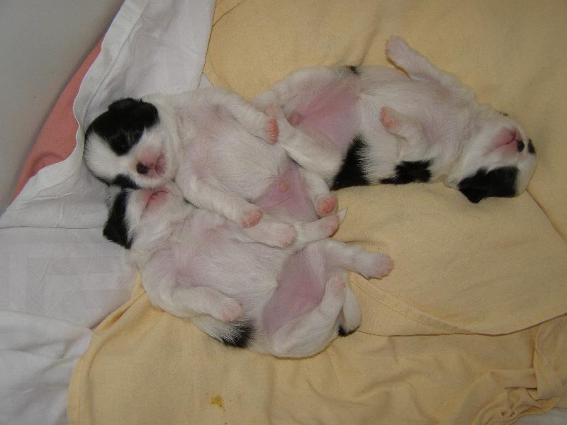 Foto: Po mléčném mejdanu.