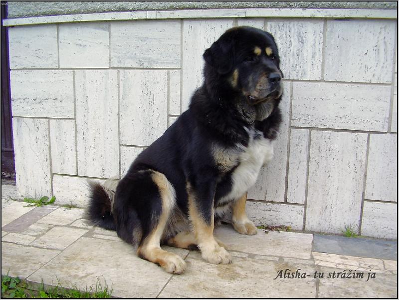 Foto: Alisha 11 mesiacov-11 mesiacov