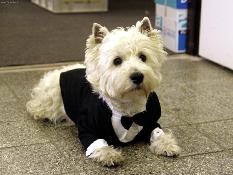 Foto: Neo-Přípravy na svatbu