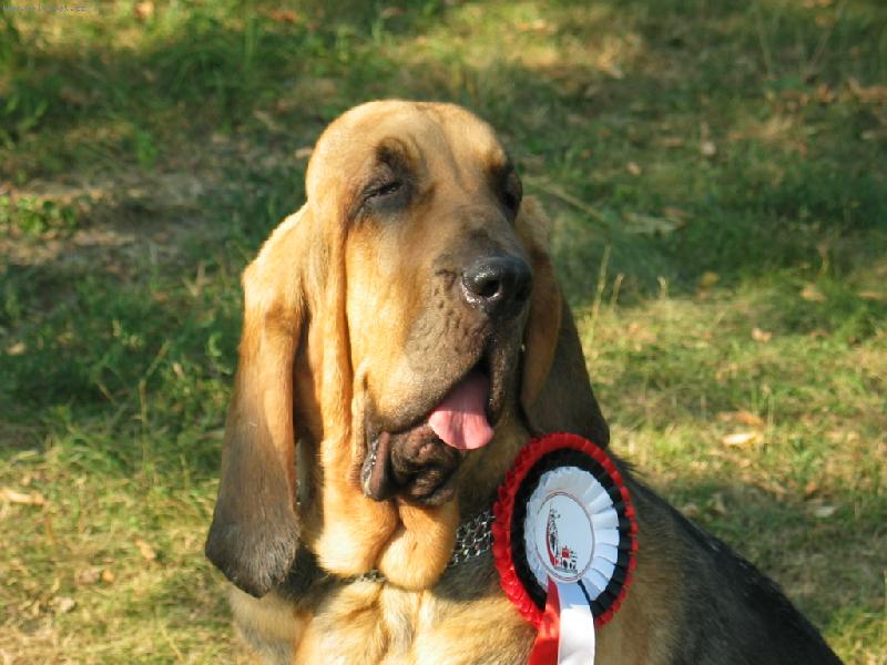 Foto: Rosemary Famous Alhavant-Po soutěži