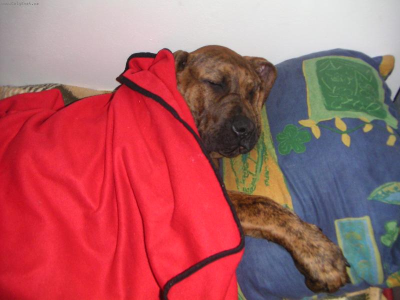 Foto: Spím....-Spím....