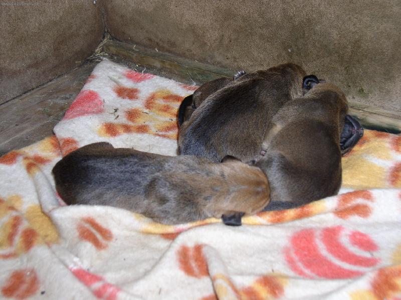 Foto: Krmení hladových mazlíčků-Krmení hladových mazlíčků