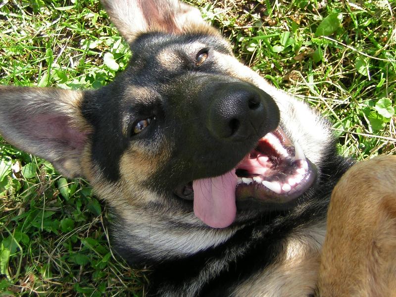 Foto: Ovčáčtí a Honáčtí psi-Německý Ovčák