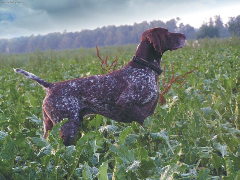 Foto: Vystavování NKO-Český Šampion Práce Ataman Duma Kazana