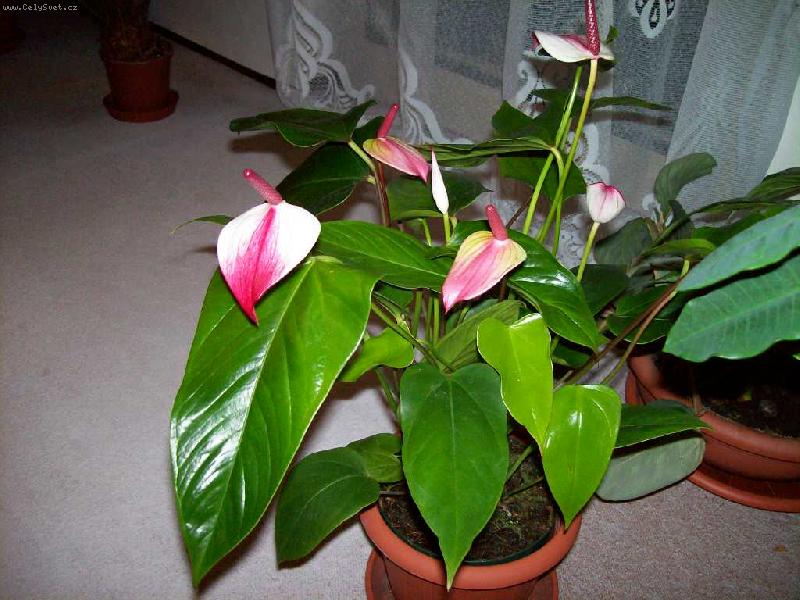 Foto: Anturie s dvoubarevným toulcem