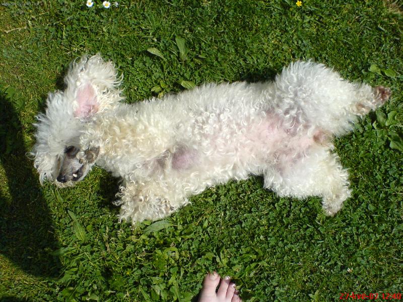 Foto: Moje zlatíčko Kela-Takhle se v létě sluní