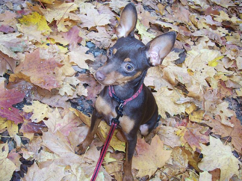 Foto: vykulenka na podzim