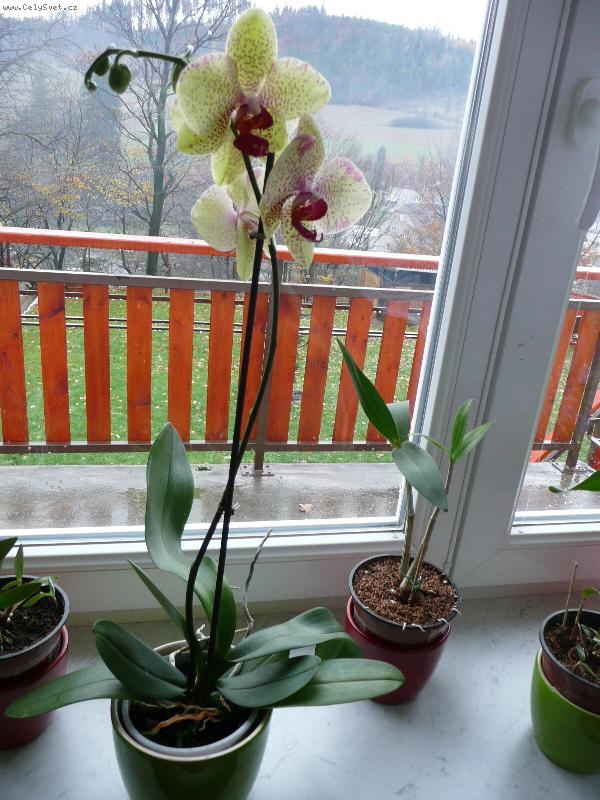 Foto: Moje první Phalaenopsis