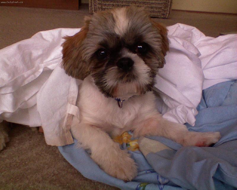 Foto: Bongáček-Můj myšáček Bongo