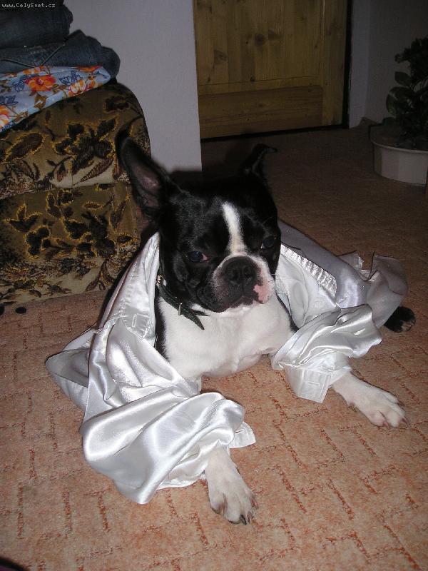 Foto: pejsek-To je krasavec co?