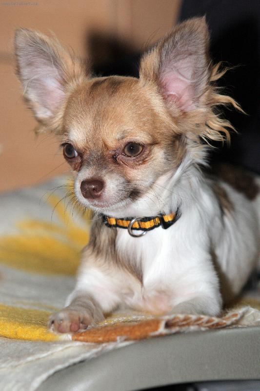 Foto: Sandra Talovín