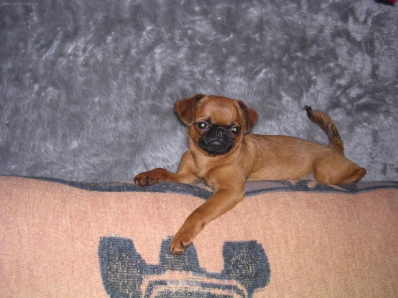 Foto: Cibulka Větrná pole