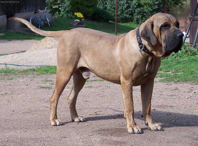 Foto: Bradock JB Santa Luzía 3 roky