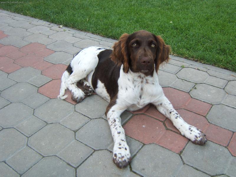 Foto: Malý münsterlandský ohař