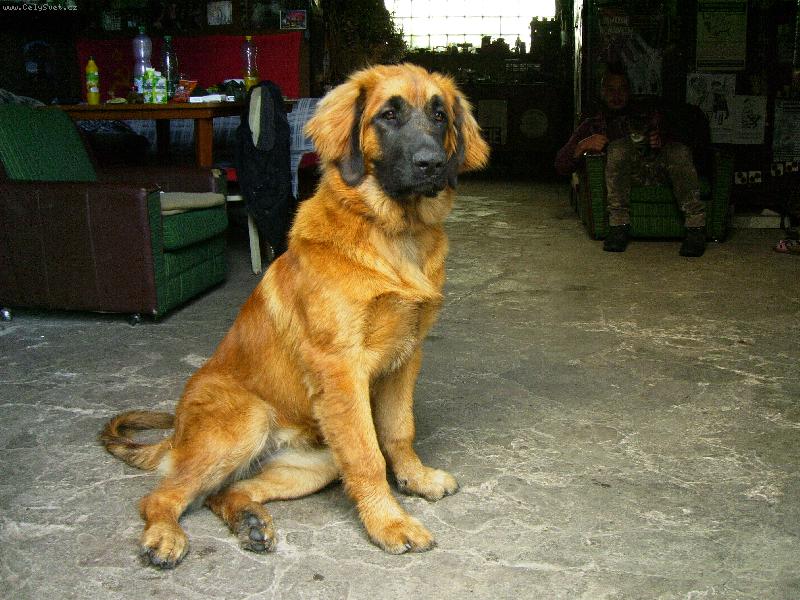 Foto: půlroční slečna-Chelsea-když jí je 6 měsíců