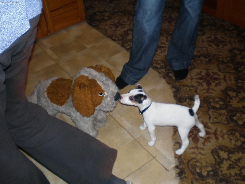 Foto: Poznává svět-A já už myslela že to je nový kamarád