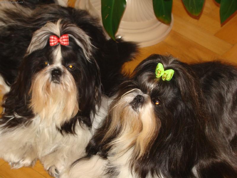 Foto: Miláčkové-Tak nevotravuj dlouho