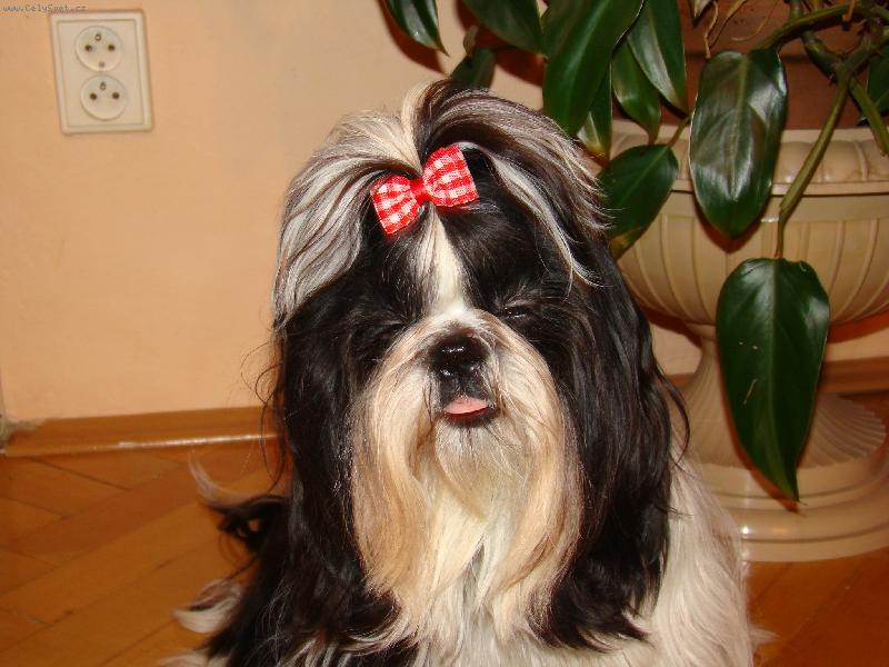 Foto: Ulísek-Uličnice