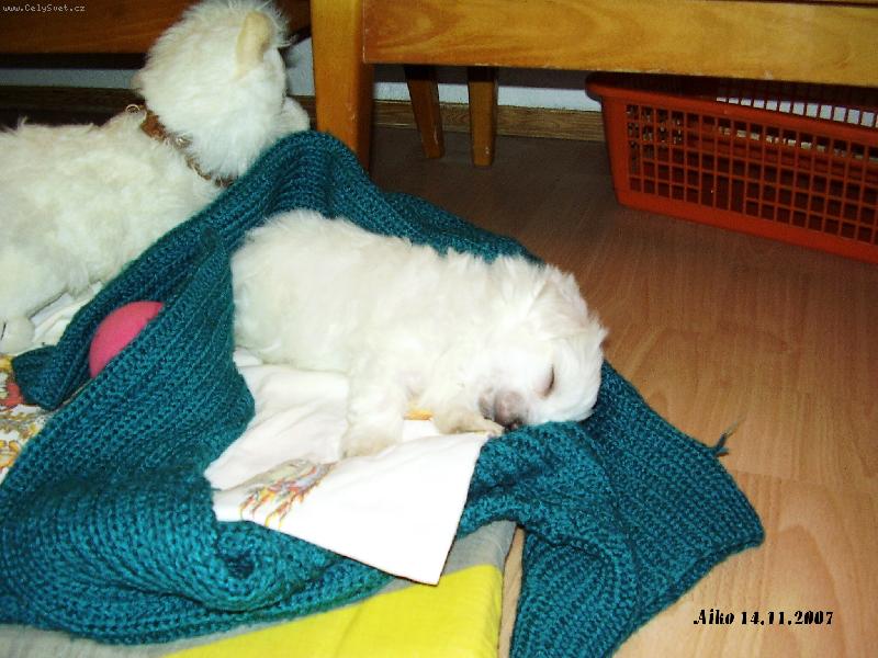 Foto: Aiko-šesť týždňov