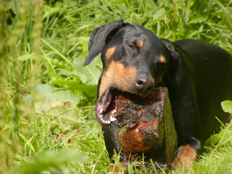Foto: Naše šiška Barunka
