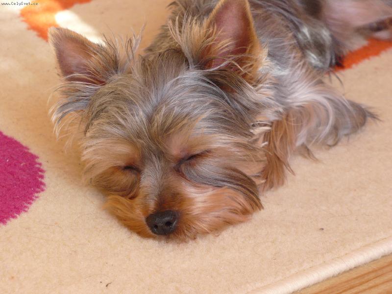 Foto: York Sisinka-Sisinka spinká