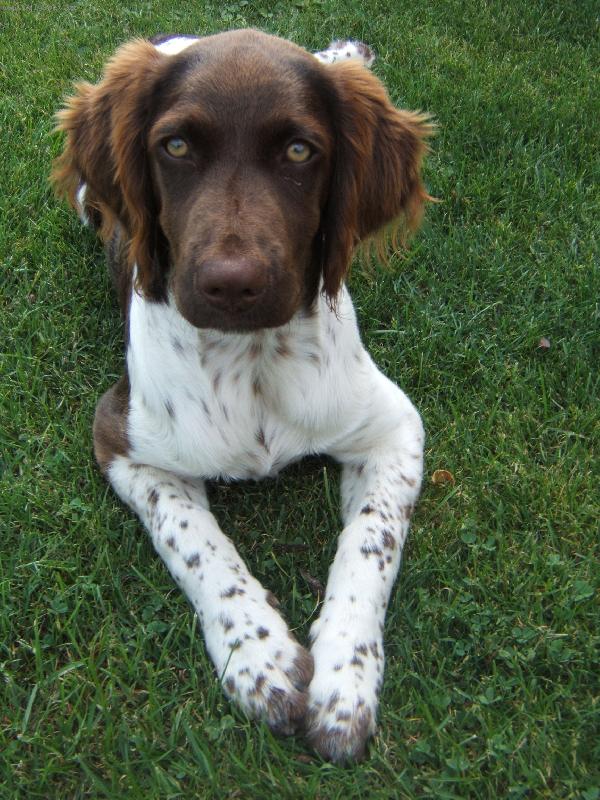 Foto: Malý münsterlandský ohař