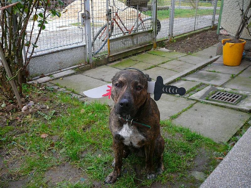 Foto: dasty-Příprava na Hellowen :)