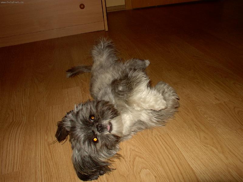 Foto: můj pes peggynka-tady se moje malá holčička válí