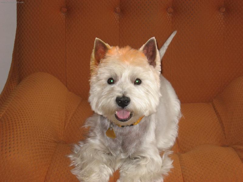 Foto: Benny od kadeřnice-Benny od kadeřnice