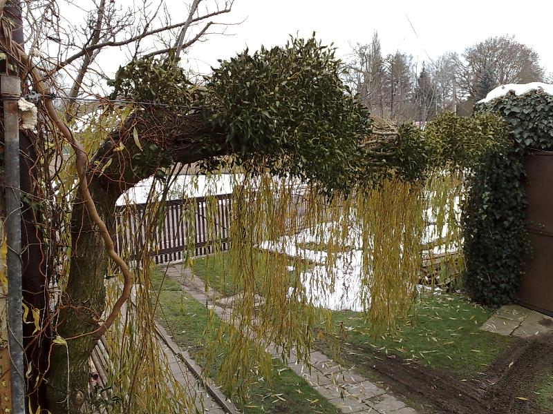 Foto: Jmelí na vrbě převislé.-No třošku jsem si vyhrál(je to asi 100 rostlin jmelí)