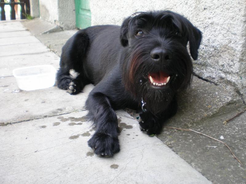 Foto: Ryxík-Odpočívám po obídku...