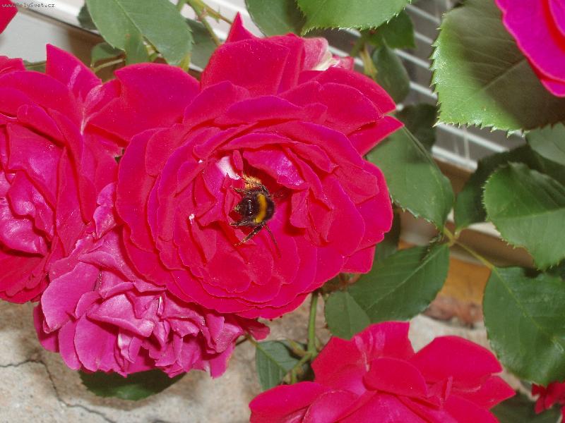 Foto: Si pre ňu radosť