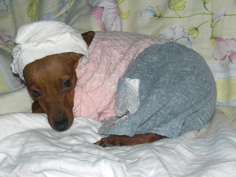 Foto: Wespe-Hotová modelka!!!