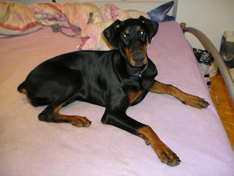 Foto: ISSA OD DVOU LVŮ