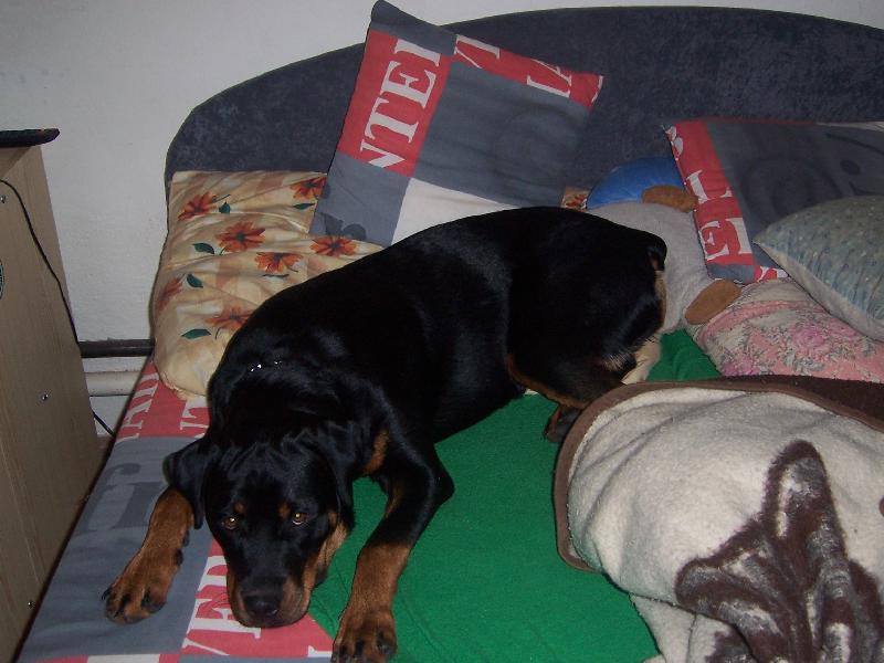 Foto: mazlíček Korynka-unavená Korynka