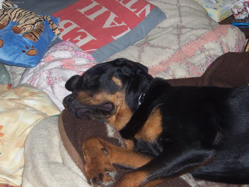 Foto: Muj miláček-Korča hajá