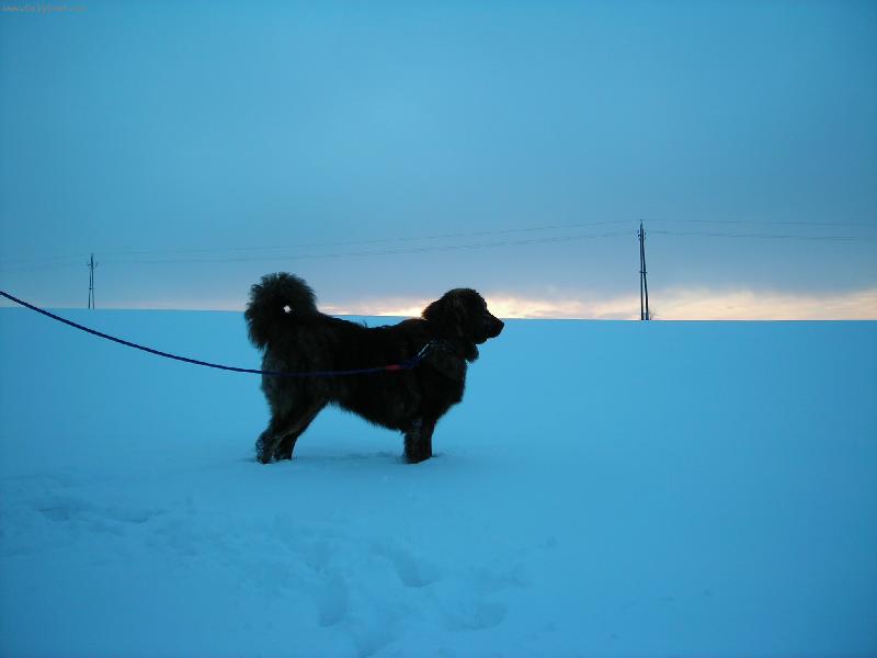Foto: Na prvním sněhu-Baša Šekim na procházce při západu slunce