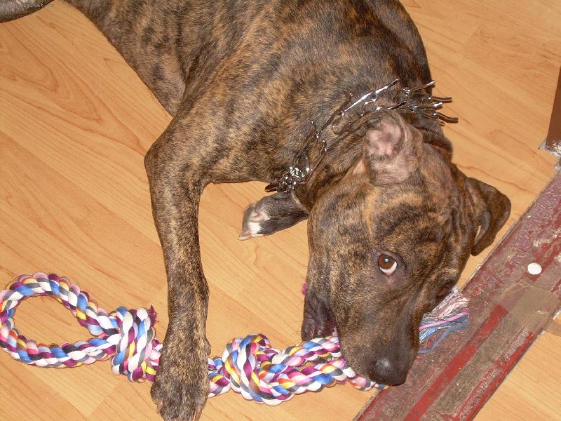 Foto: nová hračka:) vydržela dva dny..:/