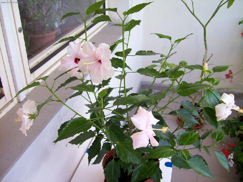 Foto: Růžový ibišek