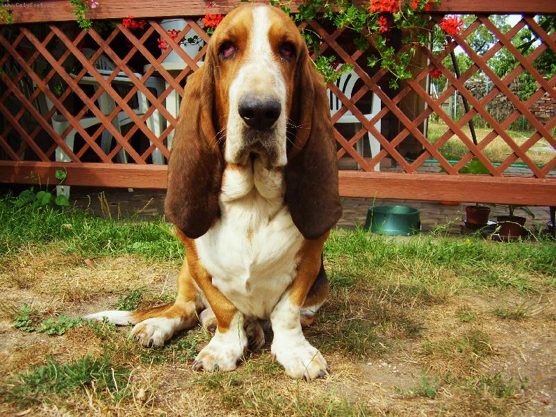 Foto: Sally-Baset Sally - strašně tvrdohlavý ale hodný pejsek