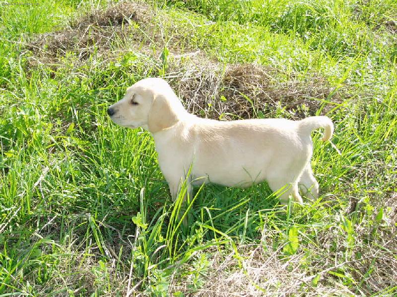 Foto: Nelly - 3 měsíční prďola