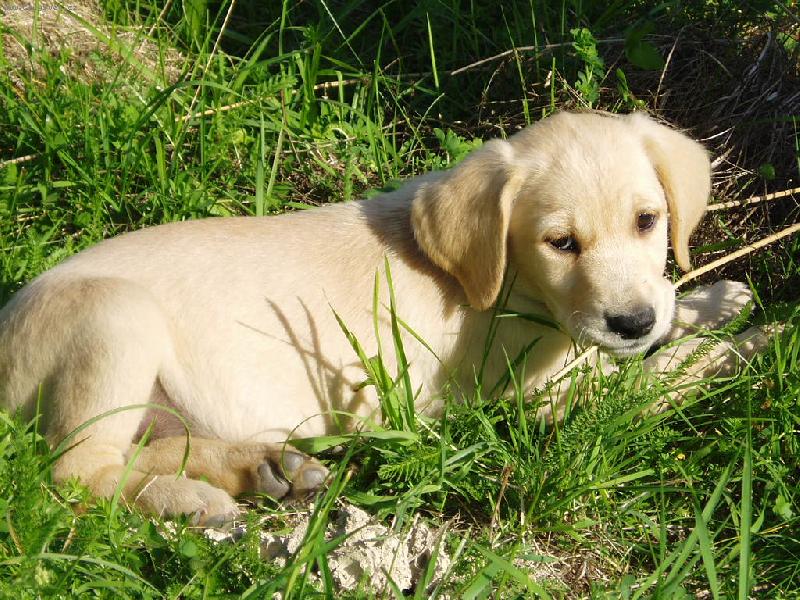 Foto: Nelly - štěně