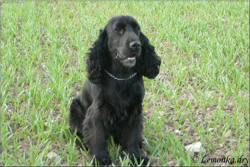 Foto: Sára-Moje fena Sára